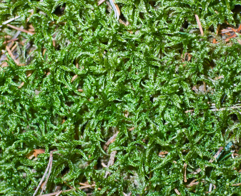 garden care garden