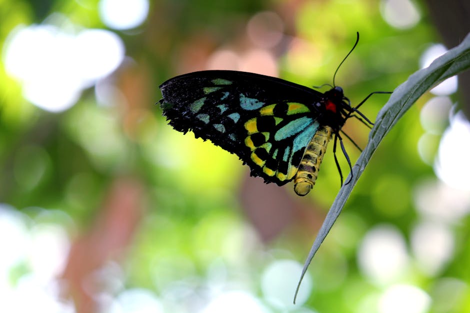 A close-up of a vibrant butterfly with black, blue, yellow, and green markings resting on a slender green leaf in a garden setting. The butterfly's wings are partially open, revealing intricate patter