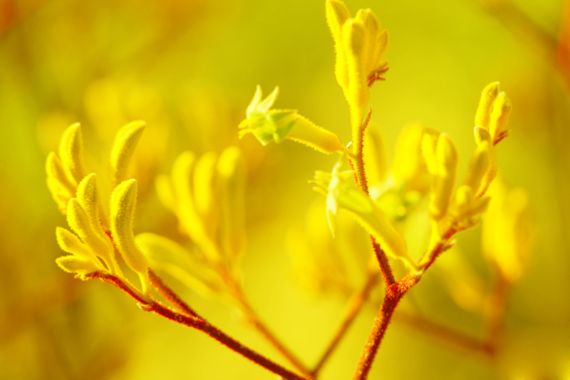 garden design Hedge trimming